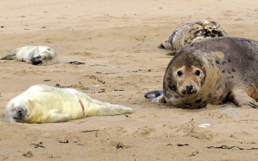 Attractions in Norfolk