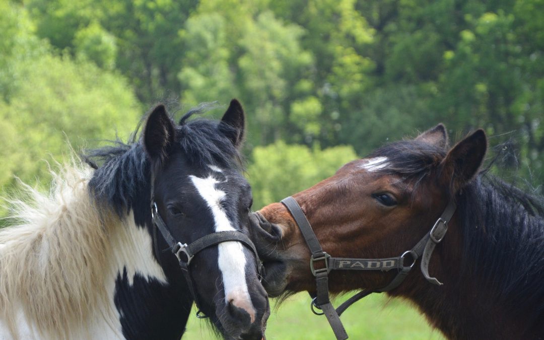 Horse Riding